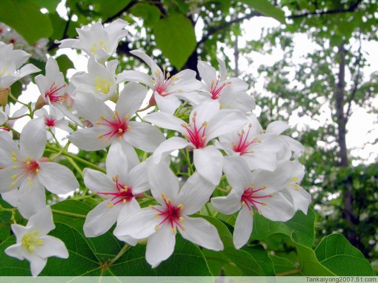 油桐花 油桐花是蔷薇亚纲，大戟目的植物油桐（Vernicia fordii (Hemsl.) Airy Shaw）的花。台湾中北部中低海拔山区，广西桂北山区生长有野生油桐树。有诗歌如下。