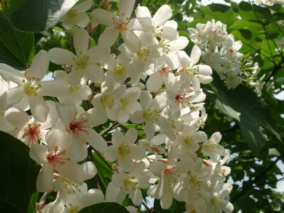 油桐花是蔷薇亚纲，大戟目的植物油桐（Vernicia fordii (Hemsl.) Airy Shaw）的花。台湾中北部中低海拔山区，广西桂北山区生长有野生油桐树。有诗歌如