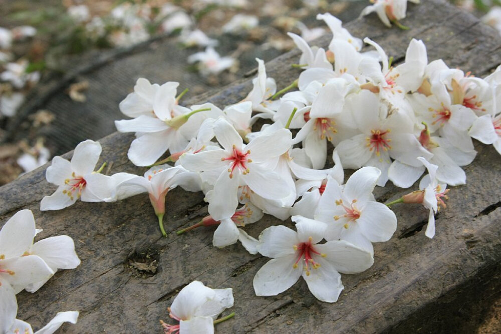 油桐花是蔷薇亚纲，大戟目的植物油桐（Vernicia fordii (Hemsl.) Airy Shaw）的花。台湾中北部中低海拔山区，广西桂北山区生长有野生油桐树。有诗歌如