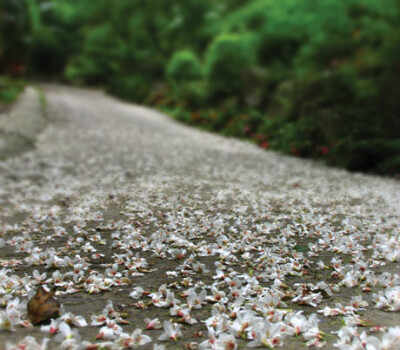 油桐花是蔷薇亚纲，大戟目的植物油桐（Vernicia fordii (Hemsl.) Airy Shaw）的花。台湾中北部中低海拔山区，广西桂北山区生长有野生油桐树。有诗歌如