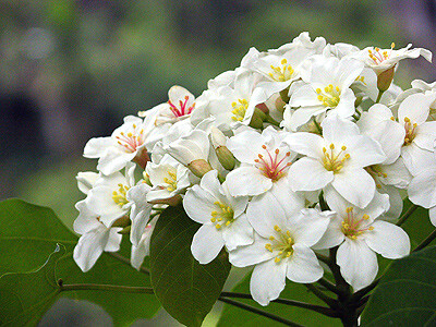 油桐花是蔷薇亚纲，大戟目的植物油桐（Vernicia fordii (Hemsl.) Airy Shaw）的花。台湾中北部中低海拔山区，广西桂北山区生长有野生油桐树。有诗歌如