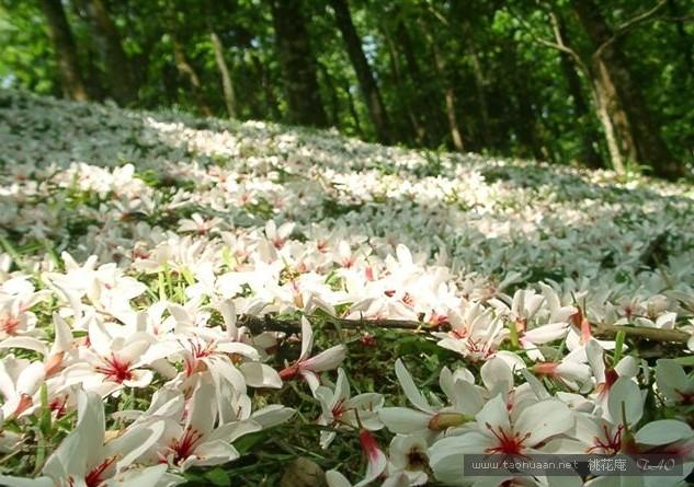 油桐花是蔷薇亚纲，大戟目的植物油桐（Vernicia fordii (Hemsl.) Airy Shaw）的花。台湾中北部中低海拔山区，广西桂北山区生长有野生油桐树。有诗歌如