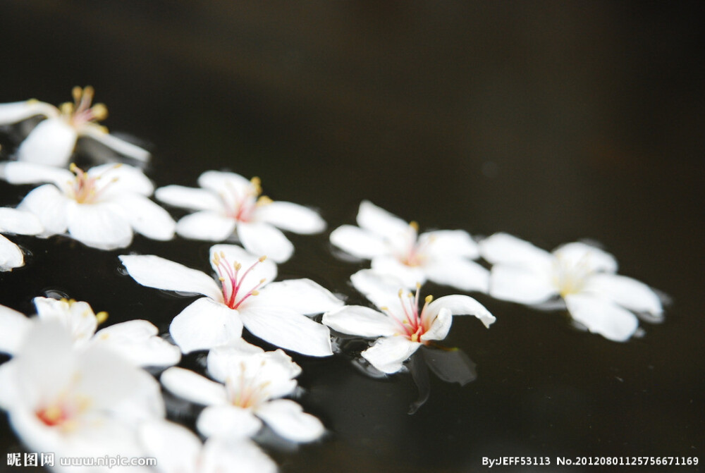 油桐花是蔷薇亚纲，大戟目的植物油桐（Vernicia fordii (Hemsl.) Airy Shaw）的花。台湾中北部中低海拔山区，广西桂北山区生长有野生油桐树。有诗歌如