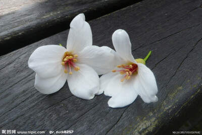 油桐花是蔷薇亚纲，大戟目的植物油桐（Vernicia fordii (Hemsl.) Airy Shaw）的花。台湾中北部中低海拔山区，广西桂北山区生长有野生油桐树。有诗歌如