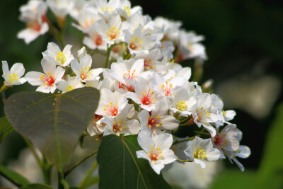 油桐花是蔷薇亚纲，大戟目的植物油桐（Vernicia fordii (Hemsl.) Airy Shaw）的花。台湾中北部中低海拔山区，广西桂北山区生长有野生油桐树。有诗歌如