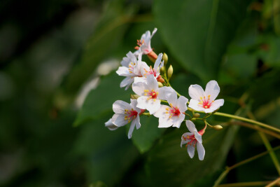 油桐花是蔷薇亚纲，大戟目的植物油桐（Vernicia fordii (Hemsl.) Airy Shaw）的花。台湾中北部中低海拔山区，广西桂北山区生长有野生油桐树。有诗歌如