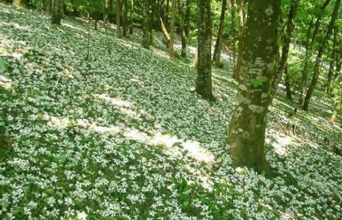 油桐花是蔷薇亚纲，大戟目的植物油桐（Vernicia fordii (Hemsl.) Airy Shaw）的花。台湾中北部中低海拔山区，广西桂北山区生长有野生油桐树。有诗歌如