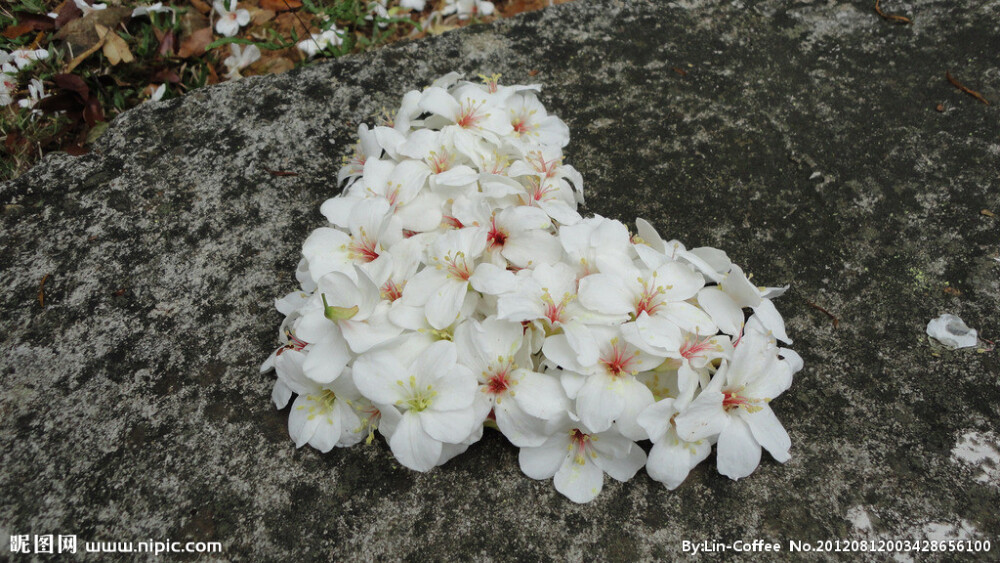 油桐花是蔷薇亚纲，大戟目的植物油桐（Vernicia fordii (Hemsl.) Airy Shaw）的花。台湾中北部中低海拔山区，广西桂北山区生长有野生油桐树。有诗歌如