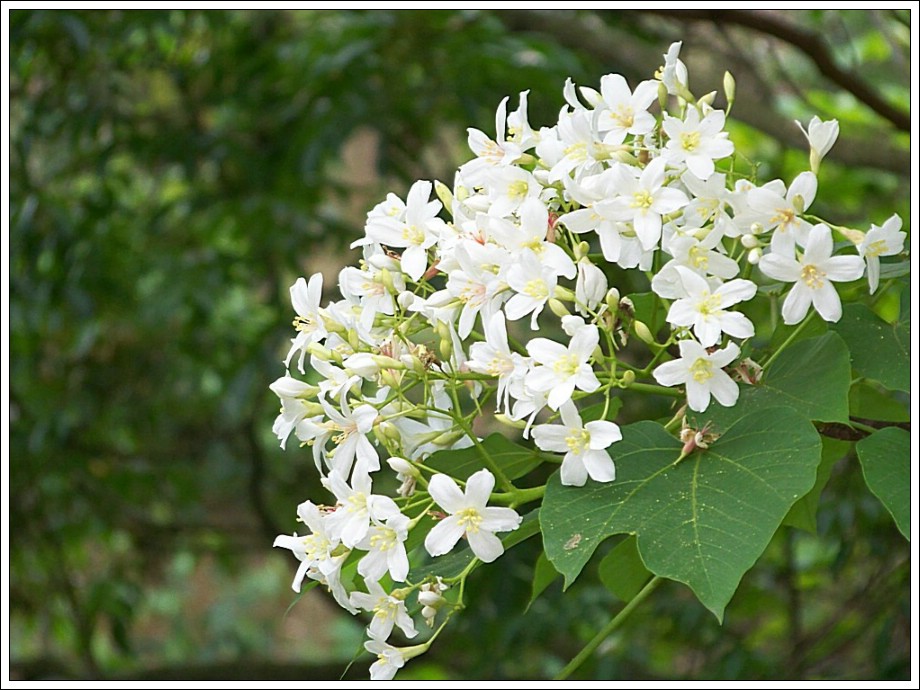 油桐花是蔷薇亚纲，大戟目的植物油桐（Vernicia fordii (Hemsl.) Airy Shaw）的花。台湾中北部中低海拔山区，广西桂北山区生长有野生油桐树。有诗歌如