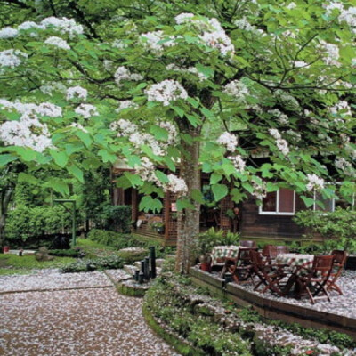 油桐花是蔷薇亚纲，大戟目的植物油桐（Vernicia fordii (Hemsl.) Airy Shaw）的花。台湾中北部中低海拔山区，广西桂北山区生长有野生油桐树。有诗歌如