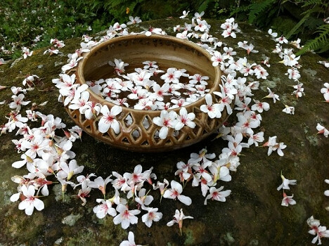 油桐花是蔷薇亚纲，大戟目的植物油桐（Vernicia fordii (Hemsl.) Airy Shaw）的花。台湾中北部中低海拔山区，广西桂北山区生长有野生油桐树。有诗歌如