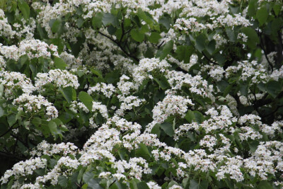 油桐花是蔷薇亚纲，大戟目的植物油桐（Vernicia fordii (Hemsl.) Airy Shaw）的花。台湾中北部中低海拔山区，广西桂北山区生长有野生油桐树。有诗歌如