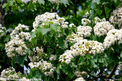 油桐花是蔷薇亚纲，大戟目的植物油桐（Vernicia fordii (Hemsl.) Airy Shaw）的花。台湾中北部中低海拔山区，广西桂北山区生长有野生油桐树。有诗歌如