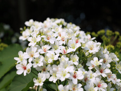 油桐花是蔷薇亚纲，大戟目的植物油桐（Vernicia fordii (Hemsl.) Airy Shaw）的花。台湾中北部中低海拔山区，广西桂北山区生长有野生油桐树。有诗歌如