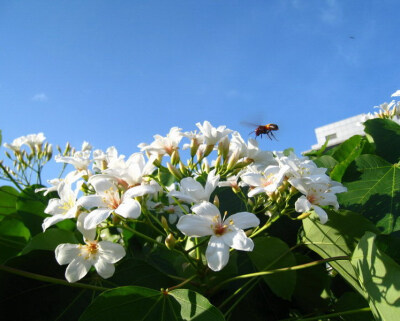 油桐花是蔷薇亚纲，大戟目的植物油桐（Vernicia fordii (Hemsl.) Airy Shaw）的花。台湾中北部中低海拔山区，广西桂北山区生长有野生油桐树。有诗歌如