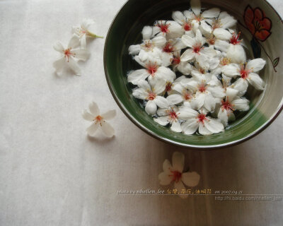 油桐花是蔷薇亚纲，大戟目的植物油桐（Vernicia fordii (Hemsl.) Airy Shaw）的花。台湾中北部中低海拔山区，广西桂北山区生长有野生油桐树。有诗歌如