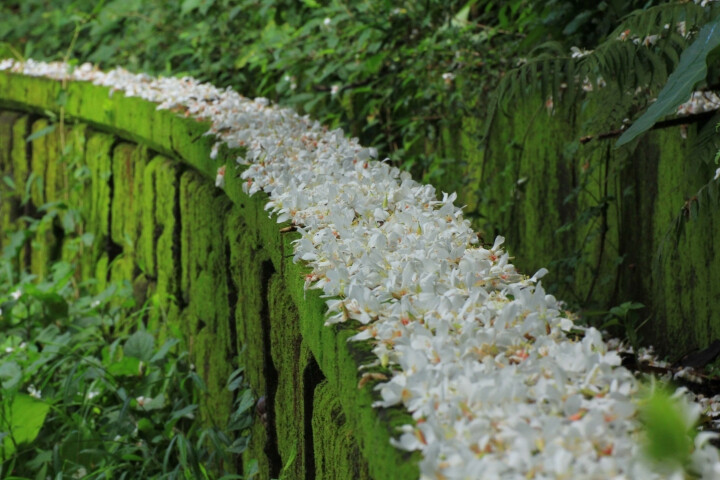 油桐花是蔷薇亚纲，大戟目的植物油桐（Vernicia fordii (Hemsl.) Airy Shaw）的花。台湾中北部中低海拔山区，广西桂北山区生长有野生油桐树。有诗歌如