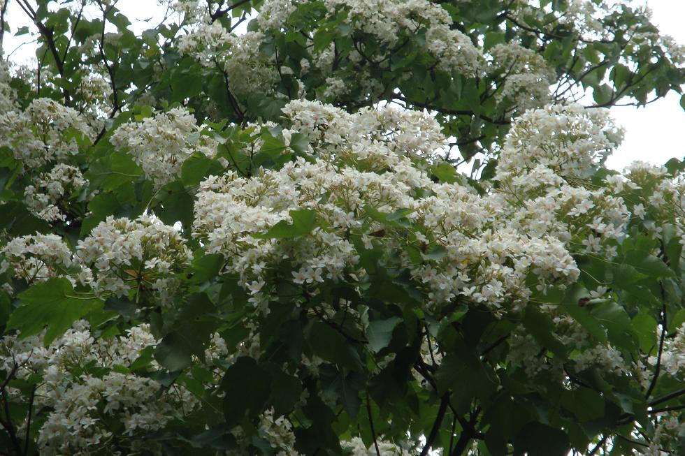 油桐花是蔷薇亚纲，大戟目的植物油桐（Vernicia fordii (Hemsl.) Airy Shaw）的花。台湾中北部中低海拔山区，广西桂北山区生长有野生油桐树。有诗歌如