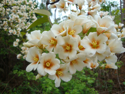 油桐花是蔷薇亚纲，大戟目的植物油桐（Vernicia fordii (Hemsl.) Airy Shaw）的花。台湾中北部中低海拔山区，广西桂北山区生长有野生油桐树。有诗歌如