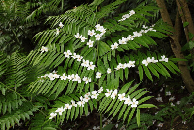 油桐花是蔷薇亚纲，大戟目的植物油桐（Vernicia fordii (Hemsl.) Airy Shaw）的花。台湾中北部中低海拔山区，广西桂北山区生长有野生油桐树。有诗歌如