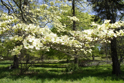 狗木 dogwood 山茱萸科棶木属（Cornus）植物，灌木、乔木或草本。原产于欧洲、东亚和北美。多花狗木（C. florida）原产於北美，因其花瓣状苞片美丽而广泛栽培观赏。欧亚山茱萸（C. mas）原产於欧洲，也供栽培观赏，…