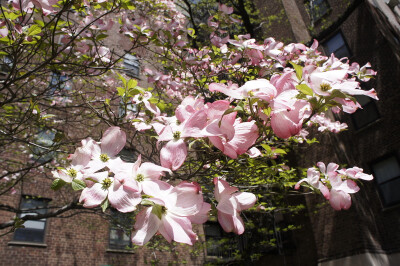 狗木 dogwood 花水木 四照花 山茱萸科棶木属（Cornus）植物，灌木、乔木或草本。原产于欧洲、东亚和北美。多花狗木（C. florida）原产於北美，因其花瓣状苞片美丽而广泛栽培观赏。欧亚山茱萸（C. mas）原产於欧洲…