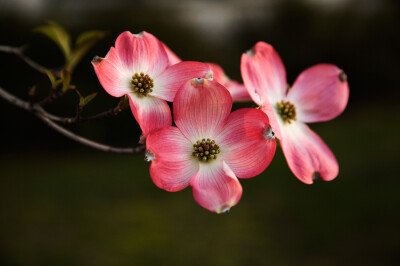 Cornaceae 科，Cornus 属的拉丁文字源是 Cornelian 红玉髓（红水晶）。把它们翻译成中文，应该是红玉髓科，红玉髓属。英文里管 Cornus 叫作 dogwood。 如此，我们叫它『狗木科，狗木属』也无妨。大花四照花 Cornus f…