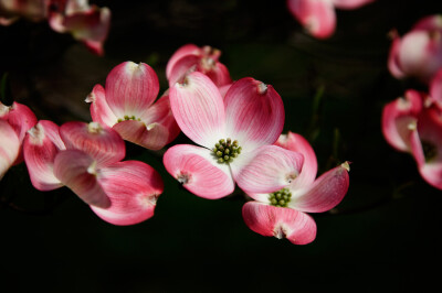 大花四照花 (Cornus florida L.) Dogwood Cornaceae 科，Cornus 属的拉丁文字源是 Cornelian 红玉髓（红水晶）。把它们翻译成中文，应该是红玉髓科，红玉髓属。英文里管 Cornus 叫作 dogwood。 如此，我们叫它『狗…