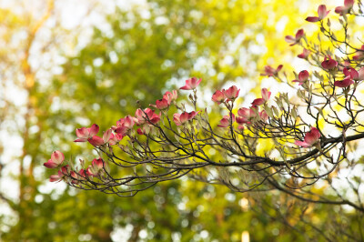 大花四照花 (Cornus florida L.) Dogwood Cornaceae 科，Cornus 属的拉丁文字源是 Cornelian 红玉髓（红水晶）。把它们翻译成中文，应该是红玉髓科，红玉髓属。英文里管 Cornus 叫作 dogwood。 如此，我们叫它『狗…