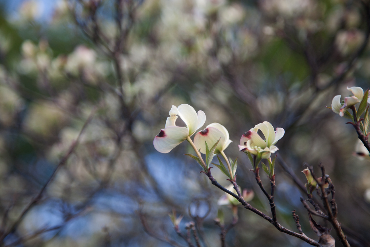 大花四照花 (Cornus florida L.) Dogwood Cornaceae 科，Cornus 属的拉丁文字源是 Cornelian 红玉髓（红水晶）。把它们翻译成中文，应该是红玉髓科，红玉髓属。英文里管 Cornus 叫作 dogwood。 如此，我们叫它『狗…