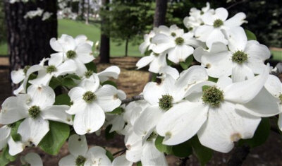 Cornus florida 的小绿花谢了，长出果实。果实成熟了就变成鲜红色，像是红玉髓的颜色。美国康乃尔 Cornell 大学的校色就 是这个颜色。 经过品种改良，一百年前有了粉红和大红苞片的品种了。现在大花四照花是美国家庭…