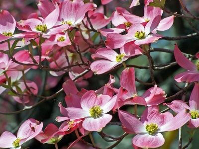 Cornus florida 的小绿花谢了，长出果实。果实成熟了就变成鲜红色，像是红玉髓的颜色。美国康乃尔 Cornell 大学的校色就 是这个颜色。 经过品种改良，一百年前有了粉红和大红苞片的品种了。现在大花四照花是美国家庭…