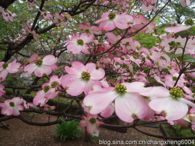 Cornus florida 的小绿花谢了，长出果实。果实成熟了就变成鲜红色，像是红玉髓的颜色。美国康乃尔 Cornell 大学的校色就 是这个颜色。 经过品种改良，一百年前有了粉红和大红苞片的品种了。现在大花四照花是美国家庭…