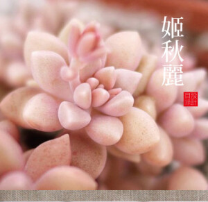 姬秋麗，如美人一笑。天真童話，奇幻異星裏的多肉植物 家居 园艺 植物 童話。景天科风车草属 学名：Graptopetalum mendozae 小巧的莲座簇拥着，在阳光下看姬秋丽的叶子好像撒了金粉一样闪烁，像极了颗颗粉红小钻石。但如果在高温且日照充足的情况下，姬秋丽会慢慢退去粉红色而变成绿色，所以大家如果看到绿色的小钻石不要不认识噢。