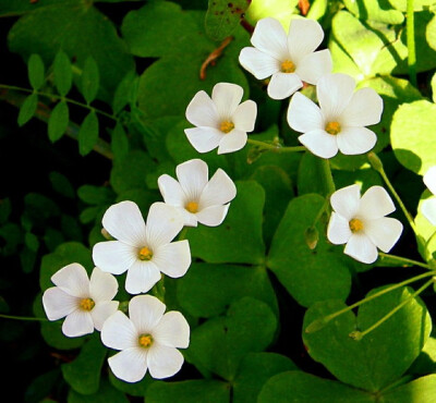 「早安，生日花」11.23 白花酢浆草