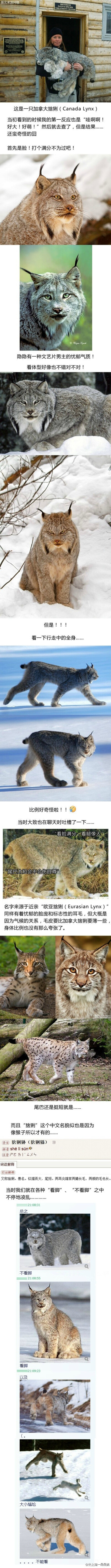 加拿大猞猁这个东西，就是个看脸很帅、看爪子很萌、但是一旦走起路来就会让你觉得比例很奇怪简直无法直视的奇妙生物………