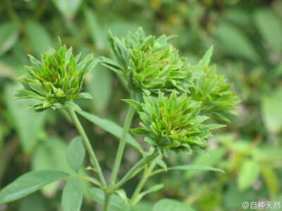 真正的绿花月季，是这个样子滴。 绿萼月季，学名： Rosa Chinensis Viridiflora ，它的花朵完全由萼片组成，而看不到花瓣。人家可是中国传统珍贵月季名品，给点面子，别再说人家像什么包菜、生菜、大白菜啦。 谷歌图…