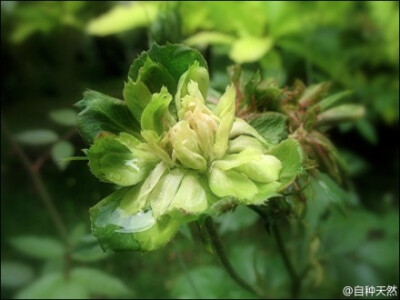 真正的绿花月季，是这个样子滴。 绿萼月季，学名： Rosa Chinensis Viridiflora ，它的花朵完全由萼片组成，而看不到花瓣。人家可是中国传统珍贵月季名品，给点面子，别再说人家像什么包菜、生菜、大白菜啦。 谷歌图…