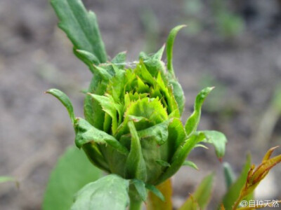 真正的绿花月季，是这个样子滴。 绿萼月季，学名： Rosa Chinensis Viridiflora ，它的花朵完全由萼片组成，而看不到花瓣。人家可是中国传统珍贵月季名品，给点面子，别再说人家像什么包菜、生菜、大白菜啦。 谷歌图…