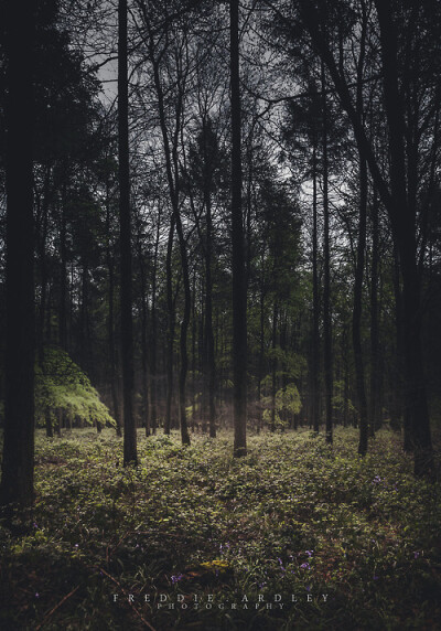 Forest Series 2013-2014 Putting one of my favourite genres of photography into a photoset. I always find it satisfying to see work grouped together that goes well together. By Freddie Ardley Photograp…