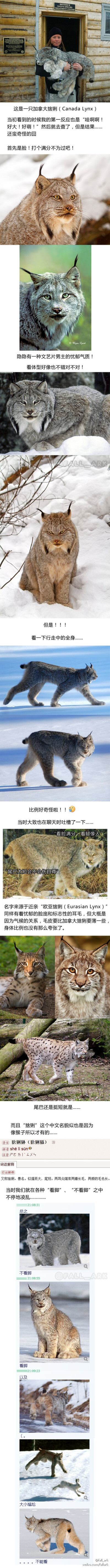 fall_ark的照片：加拿大猞猁这个东西，就是个看脸很帅、看爪子很萌、但是一旦走起路来就会让你觉得比例很奇怪简直无法直视的奇妙生物…………