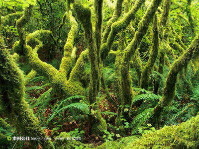 热带雨林中长满苔藓的树木和蕨类植物
