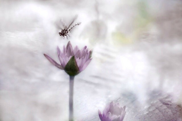 微频道&amp;gt;&amp;gt; 花开花落