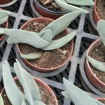 多肉植物神刀沁芳花木庭院阳台吸甲醛楼顶趣味净化空气窗台防辐射