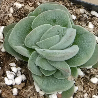 多肉植物丛珊瑚沁芳花木庭院阳台吸甲醛楼顶趣味净化空气窗台书房