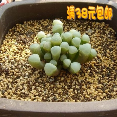 五十铃玉 室内植物 多肉植物 防辐射吸甲醛 迷你花卉