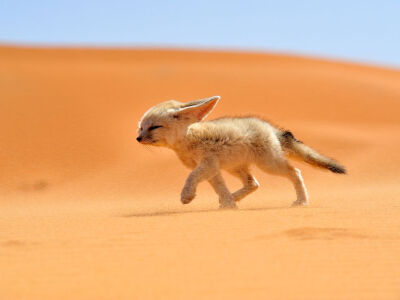 Picture of a fennec fox in Morocco