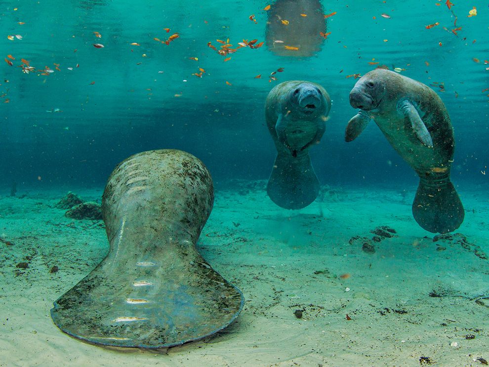 picture of three manatees in the waters of florida