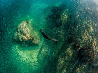 Picture of a diving bird chasing baitfish on the Santa Maria reef, Mexico