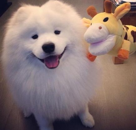 samoyed微笑天使萨摩耶胖胖哒萌萌哒